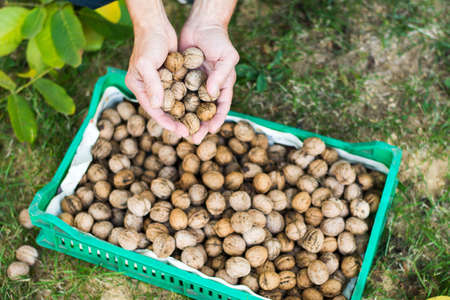 Man adding collected walnuts into the basketの写真素材