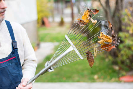 Man holding rake with fallen autumn leaves in the yard