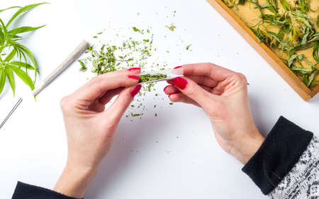 Girl wrapping marijuana joint top view pov
