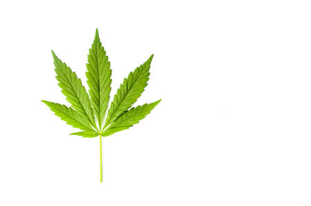 Marijuana leaf isolated on a white backgroundの写真素材