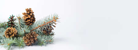 Pine cones on a branch isolated. Festive backgroundの写真素材