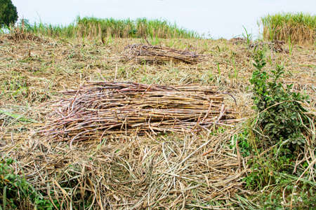 Arrayの写真素材