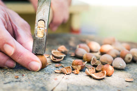 Man cracking hazelnuts with a hammer  in the backyardの写真素材