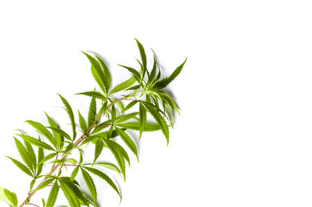 Marijuana branch with small green leafs isolated on whiteの写真素材