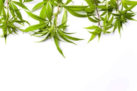 Marijuana branches with small green leafs isolated on whiteの写真素材