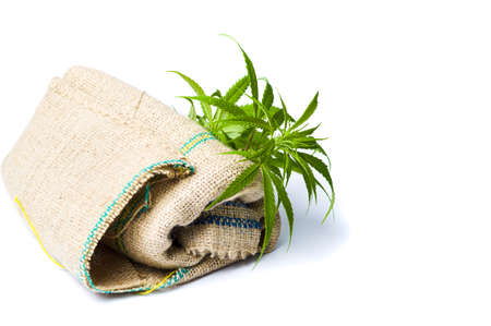 Marijuana leafs rising from the bag isolated on white