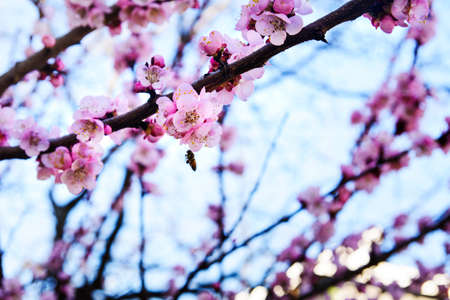 Cherry tree in blossom. Spring time seasonの写真素材