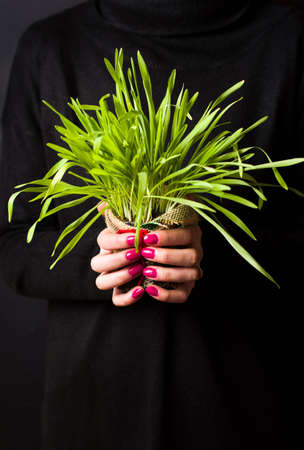Female holding a potted wheat plant close upの写真素材