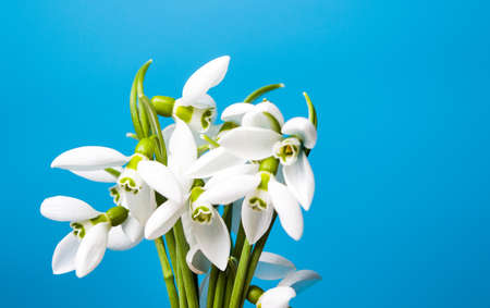 Fresh snowdrop flower on blue background.の写真素材