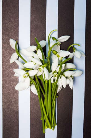 Snowdrop flowers on black and white striped backgroundの写真素材
