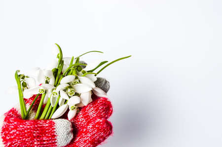 Hand in winter gloves holding snowdrop flowers bouquetの写真素材