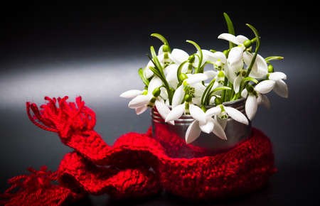 Snowdrop flowers in a can vase covered with red winter scarfの写真素材