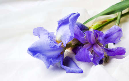 Blue iris flowers on white textile background close up