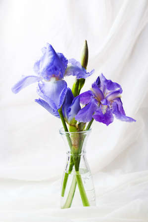 Purple iris flowers on white textile background close up