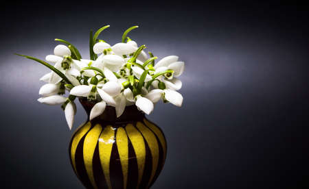 Snowdrop flowers in a small vase on dark backgroundの写真素材