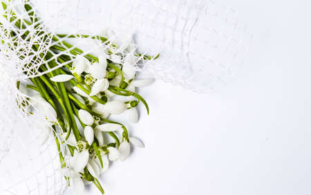 Snowdrop winter flowers bouquet on white backgroundの写真素材