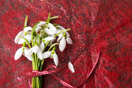 Fresh snowdrops buquet on red shiny backgroundの写真素材