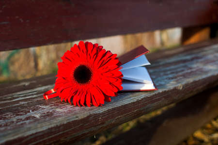 Red narcissus flower and a book on a benchの写真素材