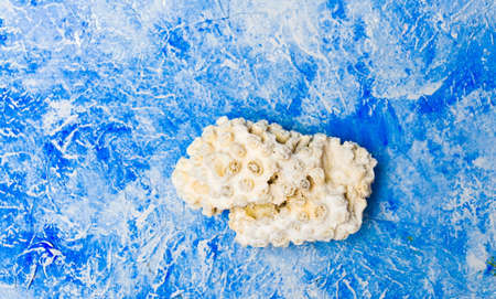 Small coral rock against blue water like backgroundの写真素材