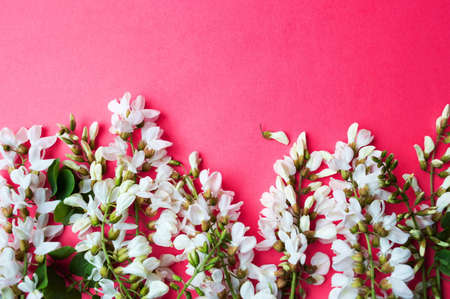 Acacia flowers for a healthy herbal teaの写真素材