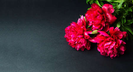 Red peony flowers bouquet on dark backgroundの写真素材