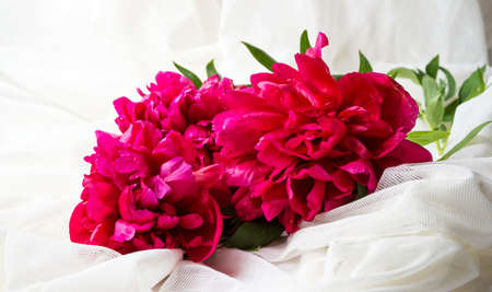Red peony flowers on white textile backgroundの写真素材
