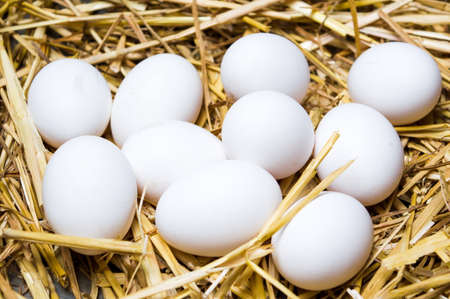 White eggs on dried straw top view