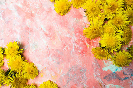 Dandelion flowers on red painted background with copy spaceの写真素材