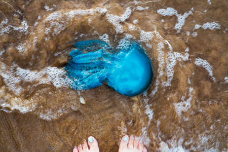 Dead jelly fish on the shore washed by wavesの写真素材