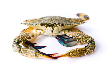 Crab isolated on white background, seafoodの写真素材
