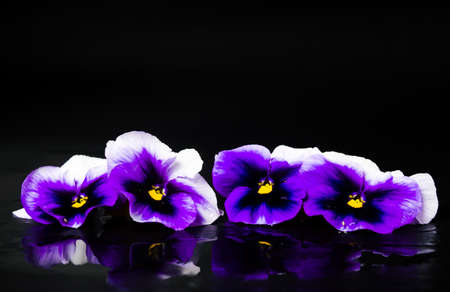 Violet flowers arrangement on a dark backgroundの写真素材