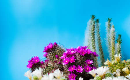 Cactus plant in blossom against blue backgroundの写真素材