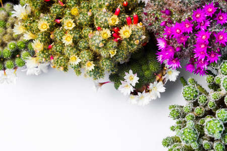 Cactus plant in blossom white background with copy spaceの写真素材