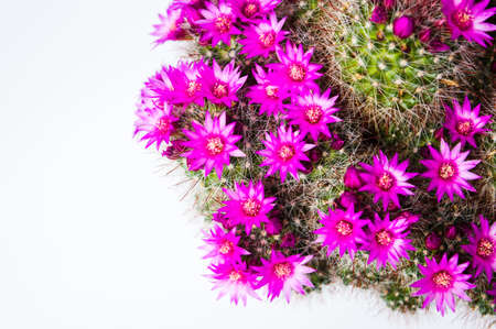 Cactus plant in blossom white background with copy spaceの写真素材