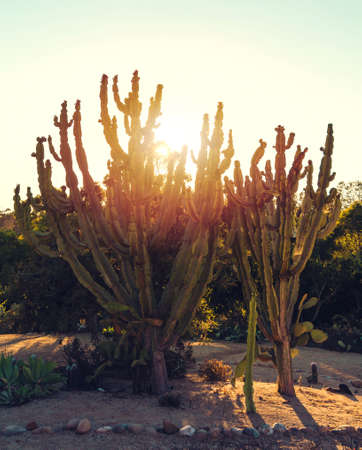 Tall desert cactuses with the sunset in the backgroundの写真素材