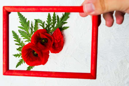 Hand holding photo frame above poppy flowers arrangement