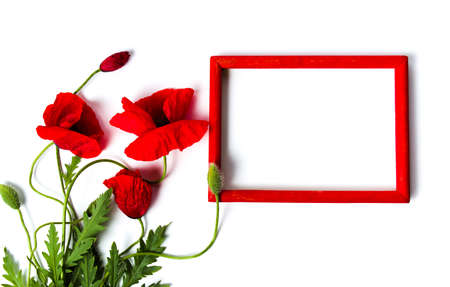 Poppy flowers and red wooden frame on white background