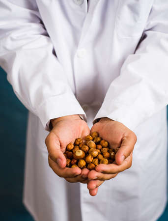 Doctor holding hazelnuts in his hands close upの写真素材