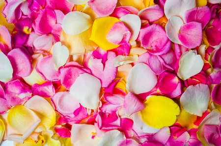 Colorful rose petals background pattern close upの写真素材