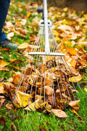 Man collecting fallen autumn leaves in the yard first person view