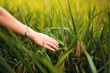Female hand touching rice field plants close upの写真素材