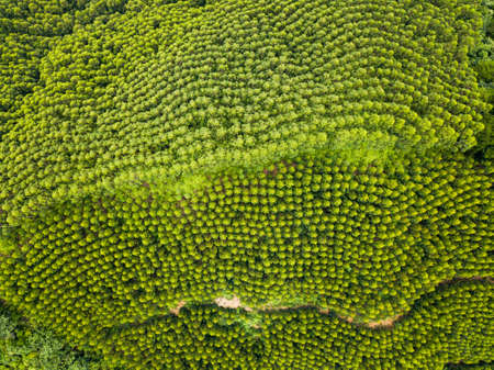Aerial view of fast growing Transgenic Eucalyptus forest in China