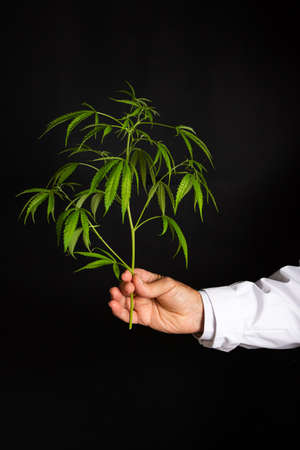 Doctor holding marijuana leafs against dark backgroundの写真素材