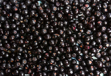 Aronia berries bunch making a background patternの写真素材
