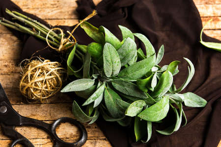 Sage plant brunch on a wooden table close upの写真素材