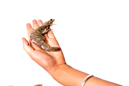 Hand holding raw shrimp isolated on whiteの写真素材