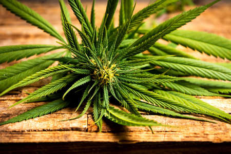 Marijuana plant with blossoming buds on a wooden tableの写真素材