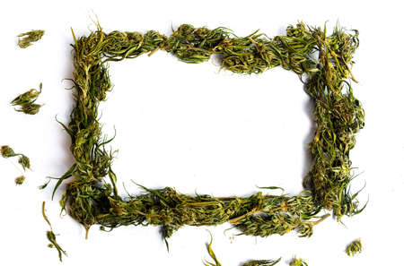 Marijuana cannabis hemp in blossom on white backgroundの写真素材