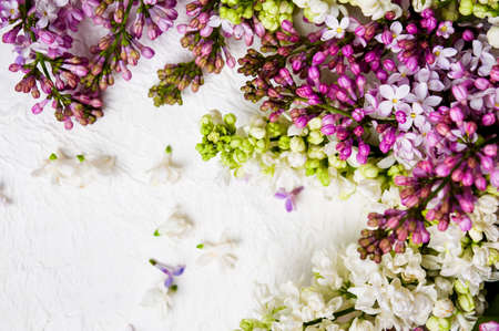 Colorful lilac flowers arrangement on bright backgroundの写真素材