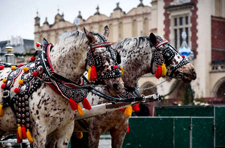 Carriage horses decorated in European style on the square